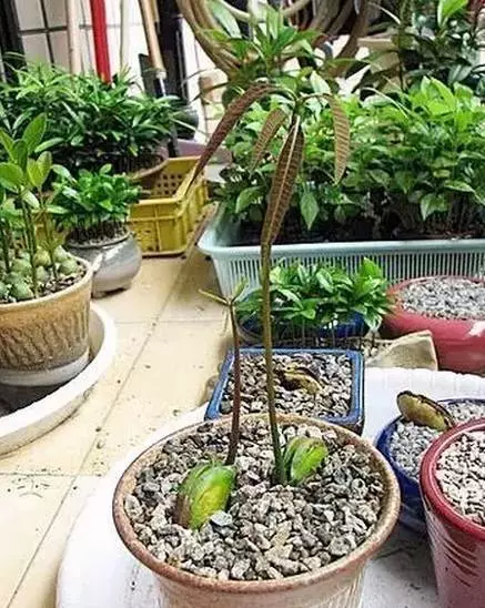 吃完的芒果先別急著扔,一個媽媽做了這件事,奇蹟就發生了...