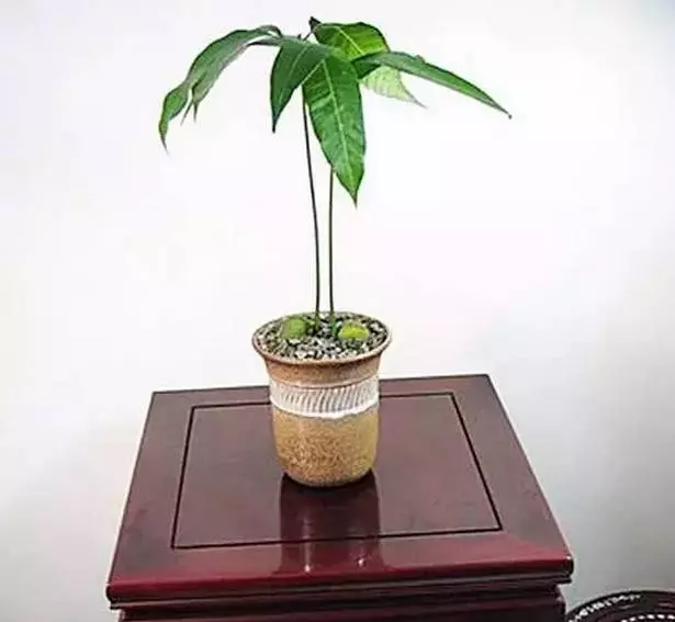 吃完的芒果先別急著扔,一個媽媽做了這件事,奇蹟就發生了...