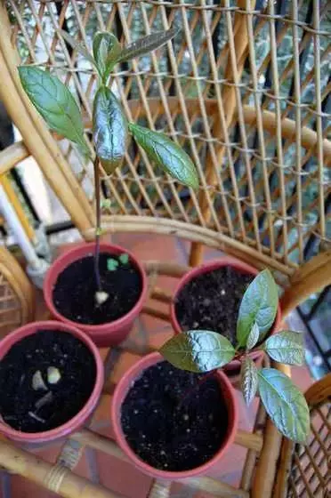 吃完的芒果先別急著扔,一個媽媽做了這件事,奇蹟就發生了...