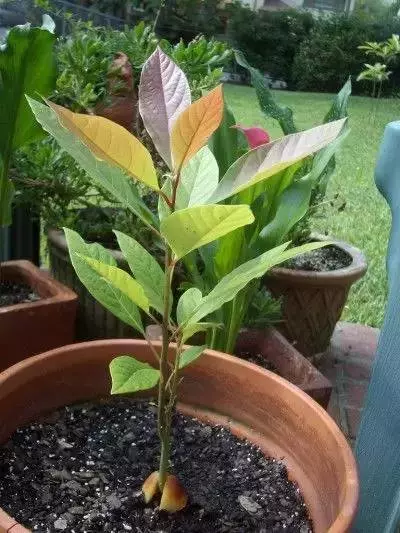 吃完的芒果先別急著扔,一個媽媽做了這件事,奇蹟就發生了...