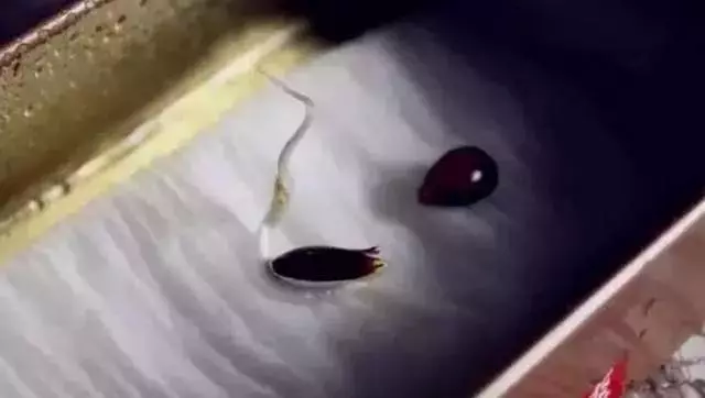 吃完的芒果先別急著扔,一個媽媽做了這件事,奇蹟就發生了...