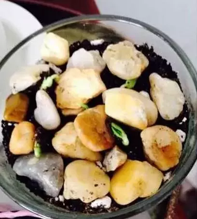 吃完的芒果先別急著扔,一個媽媽做了這件事,奇蹟就發生了...