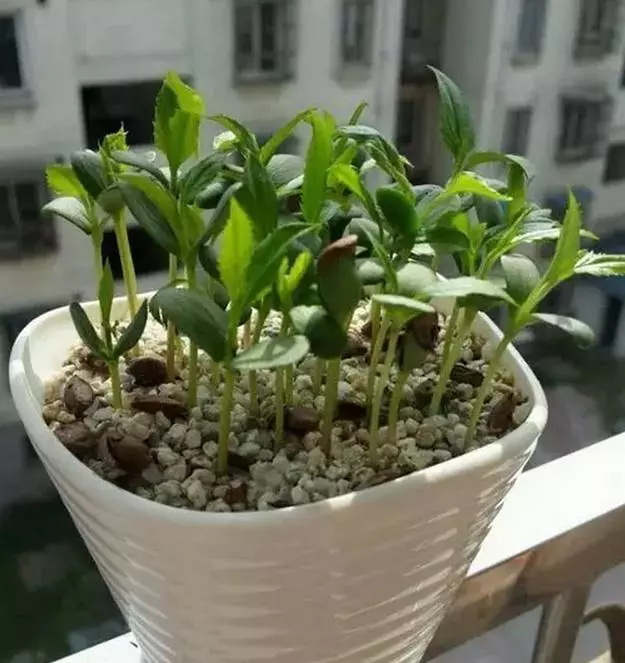 吃完的芒果先別急著扔,一個媽媽做了這件事,奇蹟就發生了...