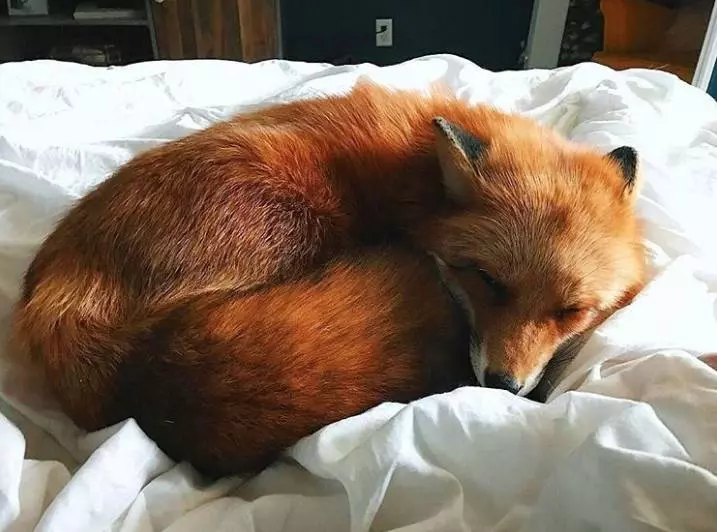 煩惱都忘掉了~ 「動物甜睡照」各種奇妙睡姿超撫慰心靈