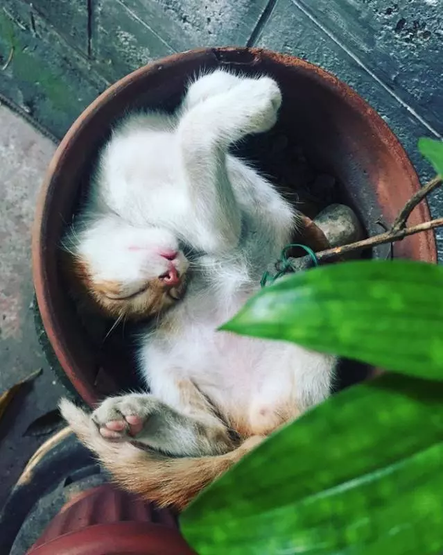 煩惱都忘掉了~ 「動物甜睡照」各種奇妙睡姿超撫慰心靈