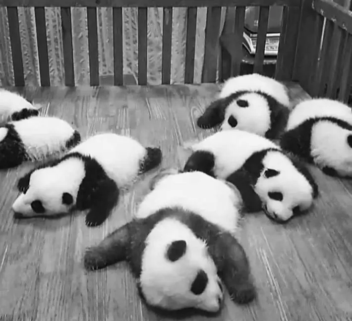 煩惱都忘掉了~ 「動物甜睡照」各種奇妙睡姿超撫慰心靈