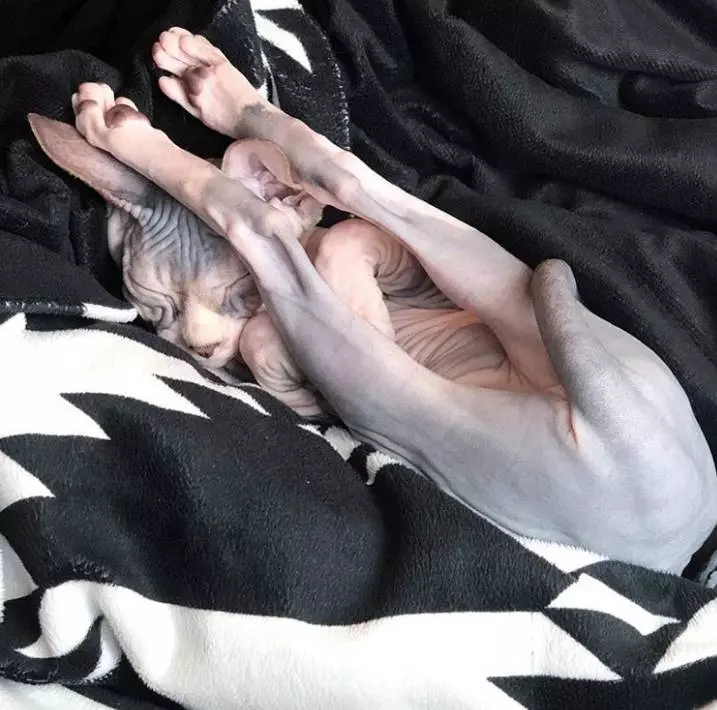 煩惱都忘掉了~ 「動物甜睡照」各種奇妙睡姿超撫慰心靈