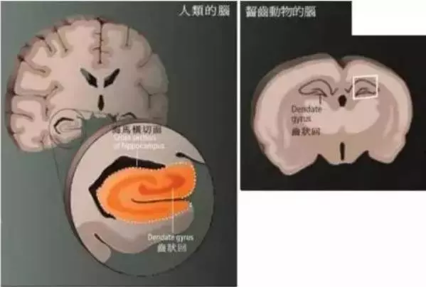 發展孩子大腦最好的三個方法:運動、閱讀和遊戲!