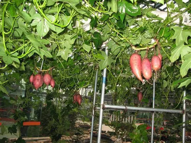 「紅薯」不用土也能長,這樣吊在空中養,1年產量能達到上千斤!