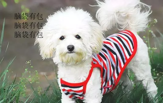 狗狗也會來大姨媽?6個護理技巧,小心它的暴脾氣
