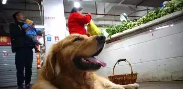 走失金毛自己找回家,看到主人後淚流不止