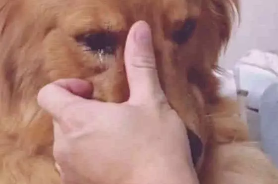 走失金毛自己找回家,看到主人後淚流不止