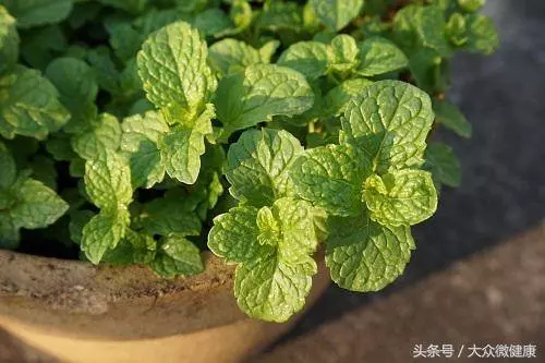 薄荷經常泡水喝,有這6種好處!