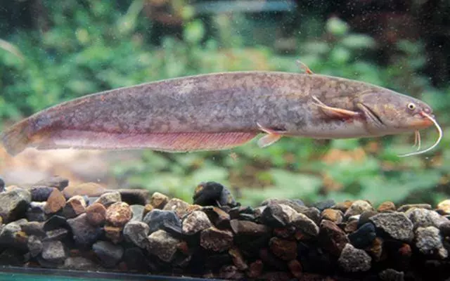 孩子多吃魚好,但醫生提醒:3種魚少給孩子吃!沒營養還污染腸胃