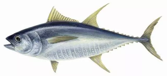 孩子多吃魚好,但醫生提醒:3種魚少給孩子吃!沒營養還污染腸胃