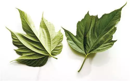 三個古老降血糖藥方,原理各有不同,但效果一樣卓越!收藏起來,有備無患!