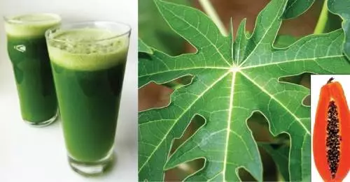研究發現「木瓜葉汁」擁有抗氧化功效、可增強免疫力,更有 9 大功效!不喝就真的虧大了!