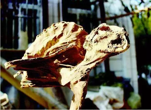 孝昌百年老屋,發現神秘生物乾屍,身上有翅膀嘴裡長牙齒!