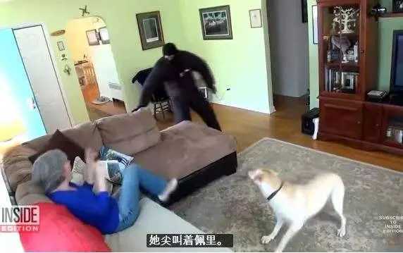 心機吉娃娃一面對陌生人就裝死 逼真演技可以直接拿狗界奧斯卡