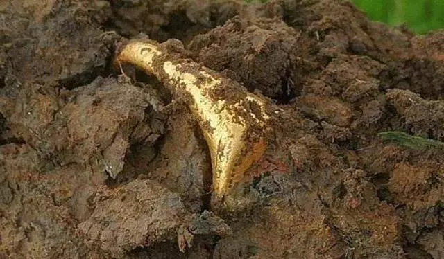 工人在田裡工作,意外挖出400年前金戒指,沒有一個博物館敢要!