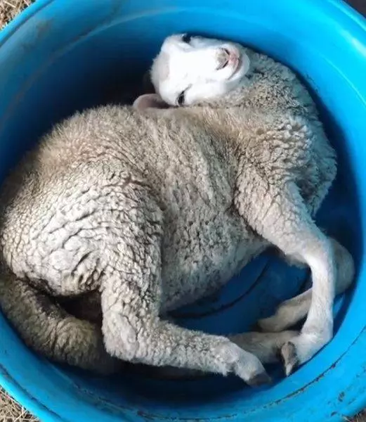 這24隻動物真的超會放鬆心情的~真是羨慕啊~