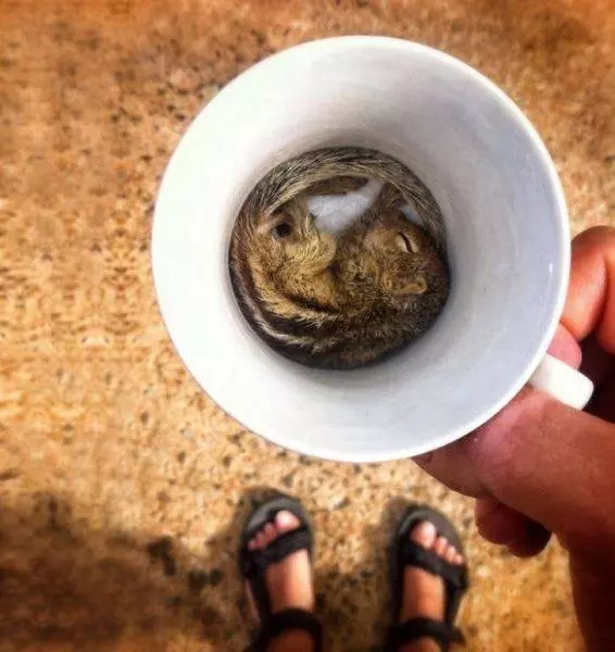 這24隻動物真的超會放鬆心情的~真是羨慕啊~
