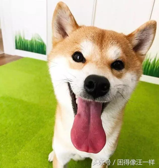 狗狗喜歡被抱著,還是更喜歡被摸