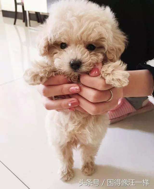 狗狗喜歡被抱著,還是更喜歡被摸
