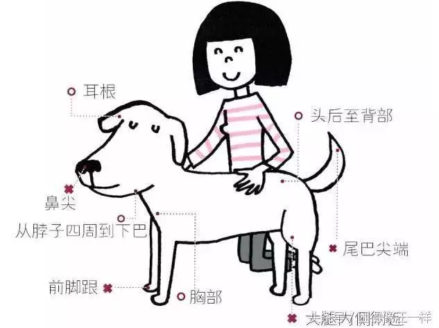 狗狗喜歡被抱著,還是更喜歡被摸