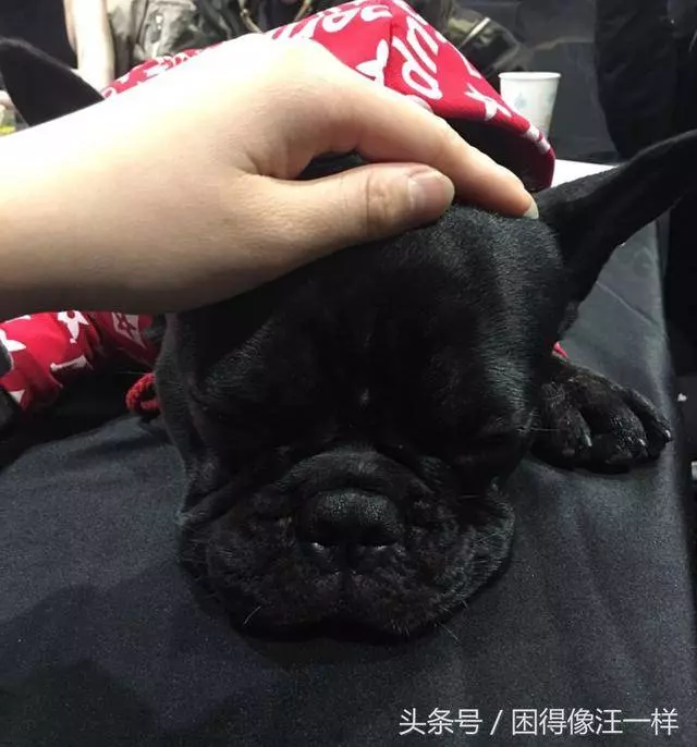 狗狗喜歡被抱著,還是更喜歡被摸