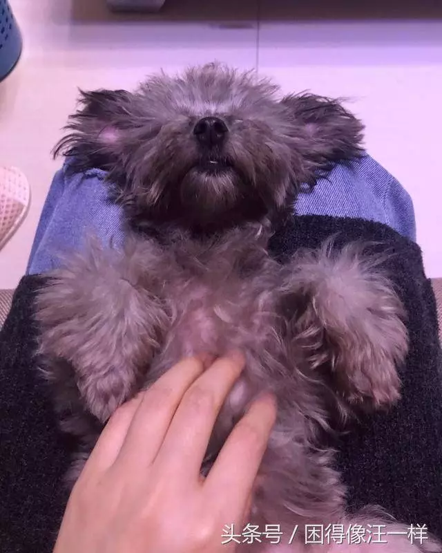 狗狗喜歡被抱著,還是更喜歡被摸