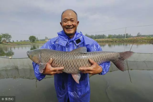 眼睛模糊看不清,3種食物要多吃,明目、潤眼、恢復視力