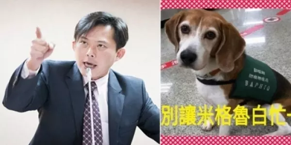 黃國昌烙狠話!豬瘟疫情應該修法「不繳就不要入境」別讓米格魯白忙!網:舉雙手贊成
