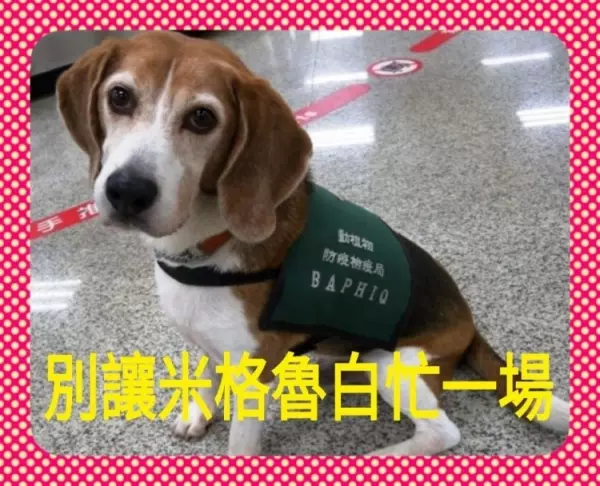 黃國昌烙狠話!豬瘟疫情應該修法「不繳就不要入境」別讓米格魯白忙!網:舉雙手贊成