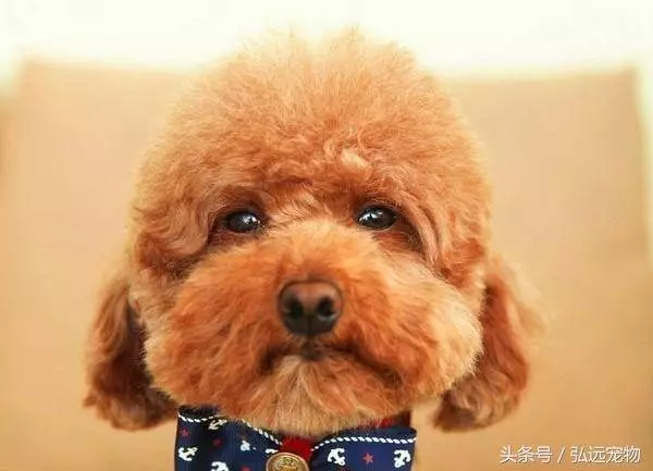 這些症狀在說明,你的狗狗正在老化了