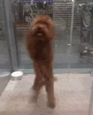 這些症狀在說明,你的狗狗正在老化了
