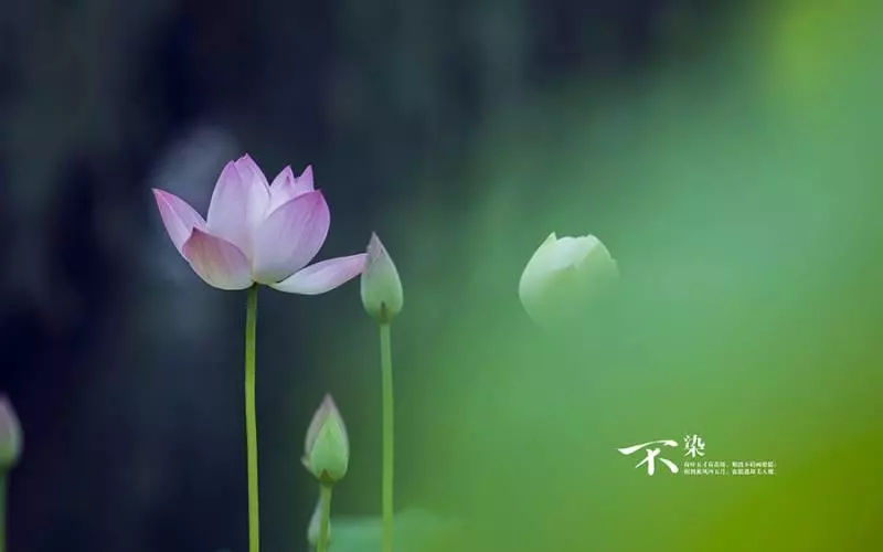 12月25、26號開始,祥雲枝頭繞,添財添福添好運,大器晚成的6大生肖!