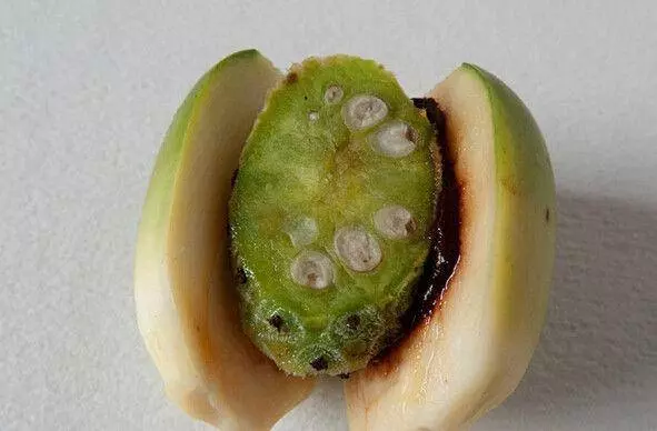 這4種水果不可多吃,尤其是第三種,吃的越多,癌細胞越高興!