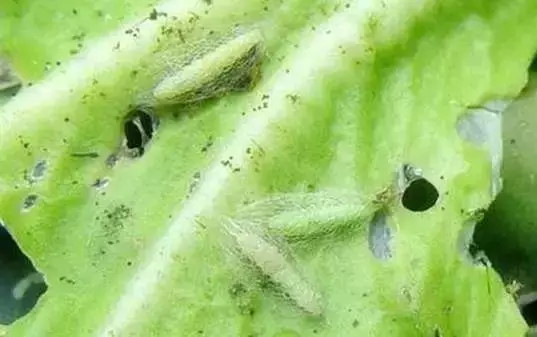 食材鑒定告訴你,白菜上有黑點能吃嗎?