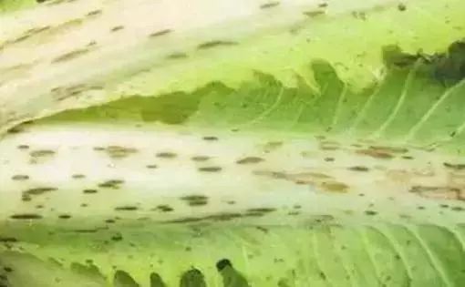 食材鑒定告訴你,白菜上有黑點能吃嗎?