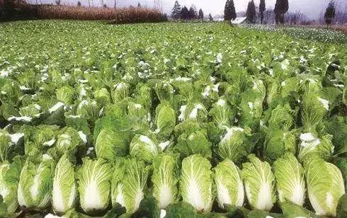 食材鑒定告訴你,白菜上有黑點能吃嗎?
