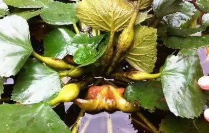 6種食物隱藏大量【寄生蟲】!很多人每天都在吃,當心體內長滿寄生蟲!