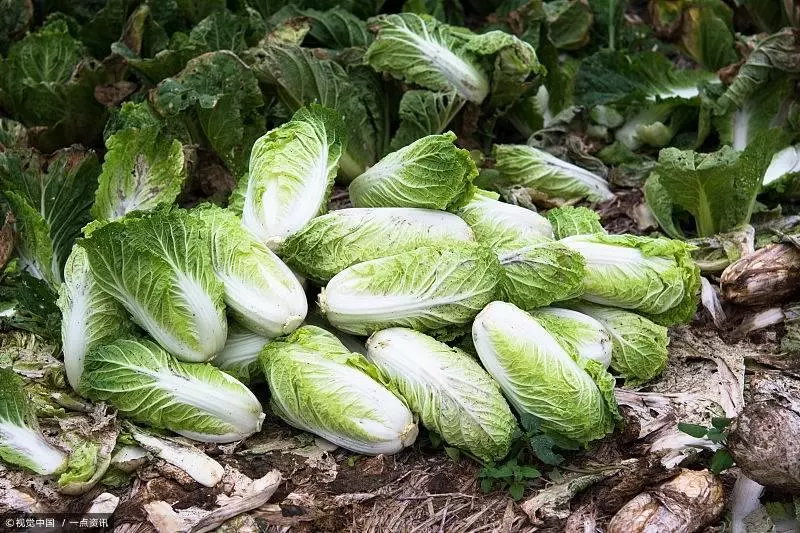 天冷豆腐這樣吃,潤膚美白補鈣又營養,拿肉都不換!