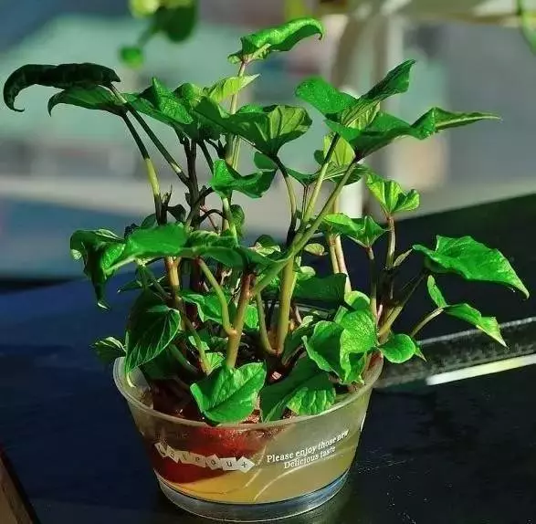 你家有沒有發芽的紅薯?一般人都不知道作用,看完趕快回家找出來