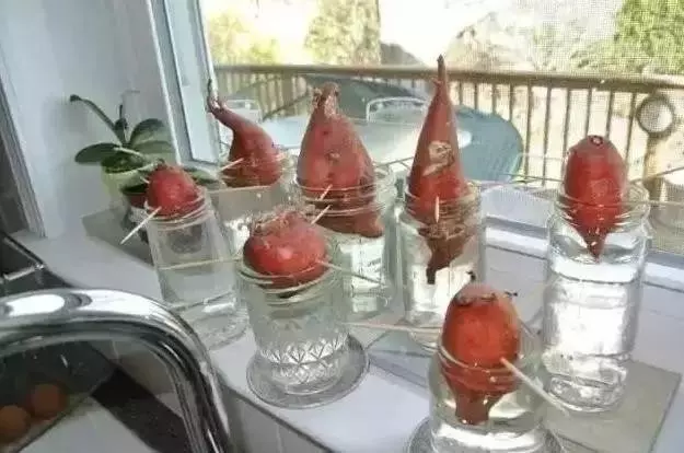 你家有沒有發芽的紅薯?一般人都不知道作用,看完趕快回家找出來