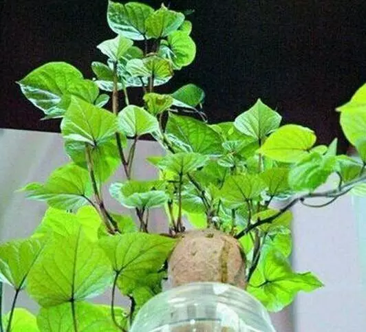 你家有沒有發芽的紅薯?一般人都不知道作用,看完趕快回家找出來