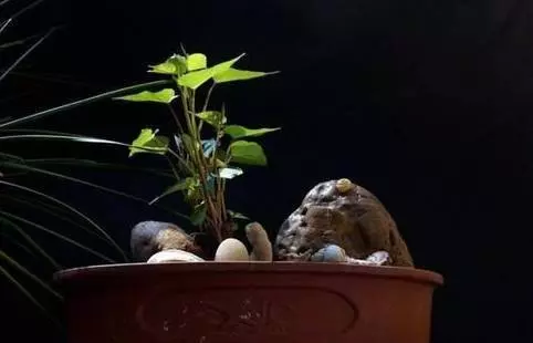 你家有沒有發芽的紅薯?一般人都不知道作用,看完趕快回家找出來