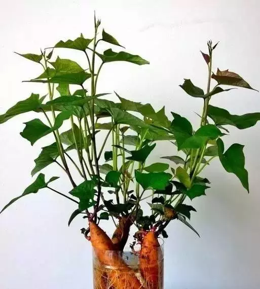 你家有沒有發芽的紅薯?一般人都不知道作用,看完趕快回家找出來