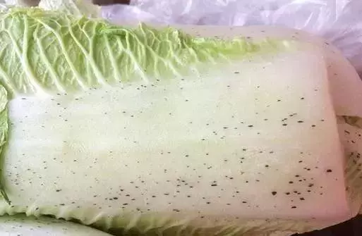 食材鑒定告訴你,白菜上有黑點能吃嗎?