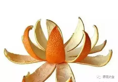 吃剩的橘子皮扔盆裡,花像吃了興奮劑,長的太好了!